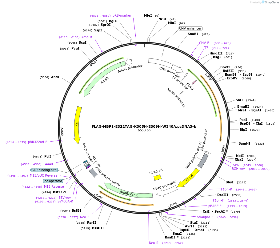 127406-plasmid-map-sequence-id-247969