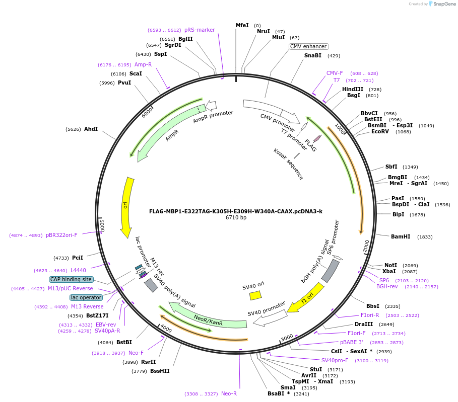 127407-plasmid-map-sequence-id-247970