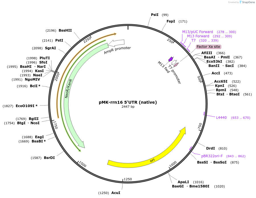 123549-plasmid-map-sequence-id-247974