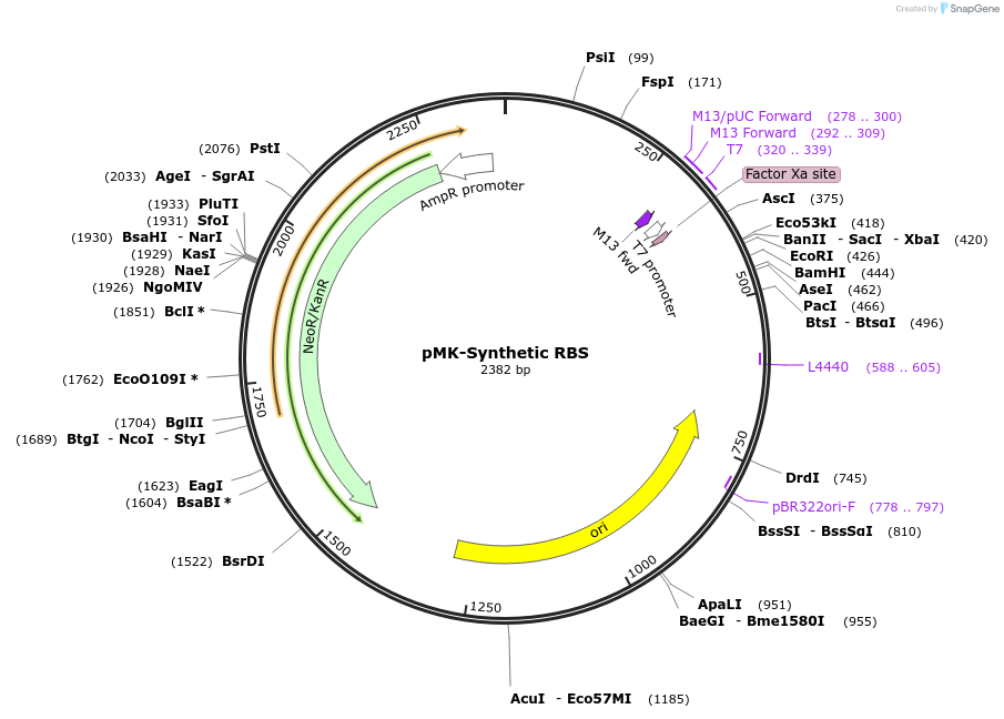 123552-plasmid-map-sequence-id-247979
