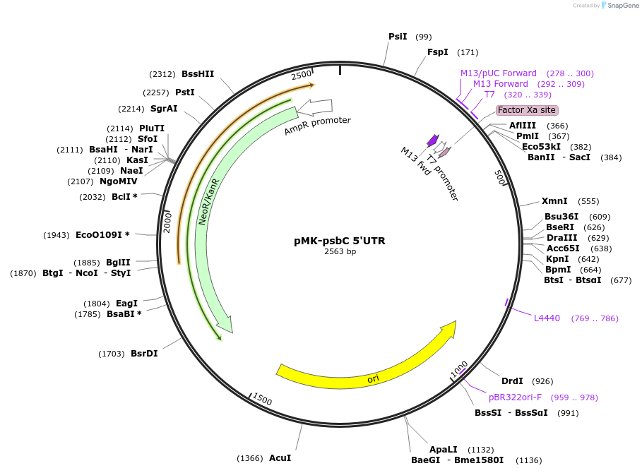 123553-plasmid-map-sequence-id-247980