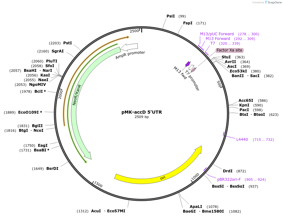 123554-plasmid-map-sequence-id-247981