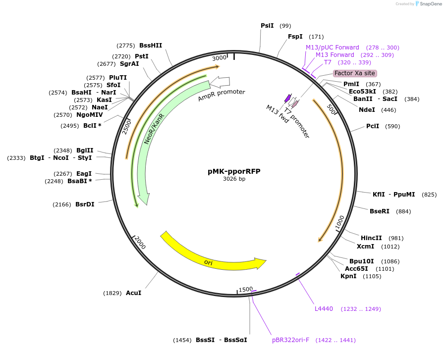 123557-plasmid-map-sequence-id-247986