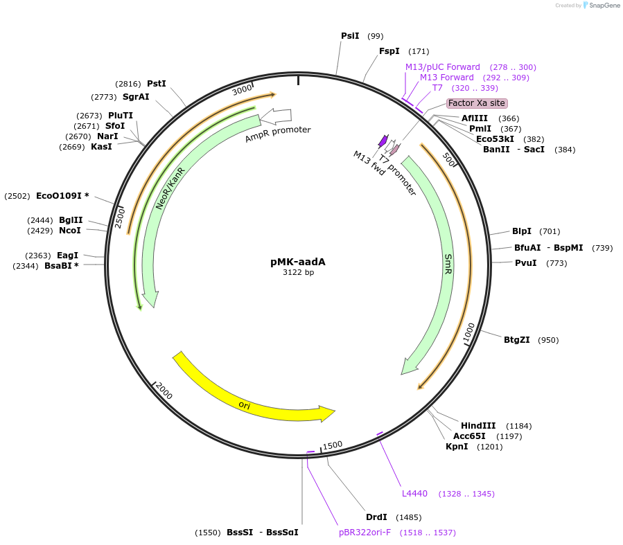 123558-plasmid-map-sequence-id-247987