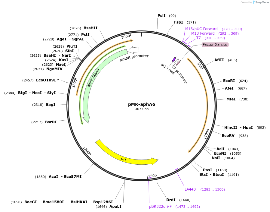 123559-plasmid-map-sequence-id-247989