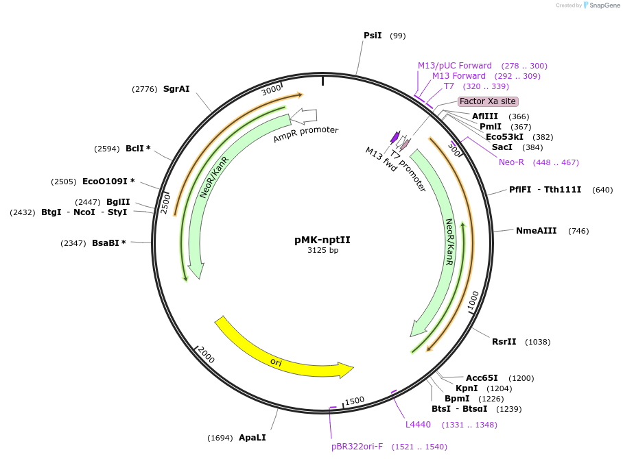 123560-plasmid-map-sequence-id-247991