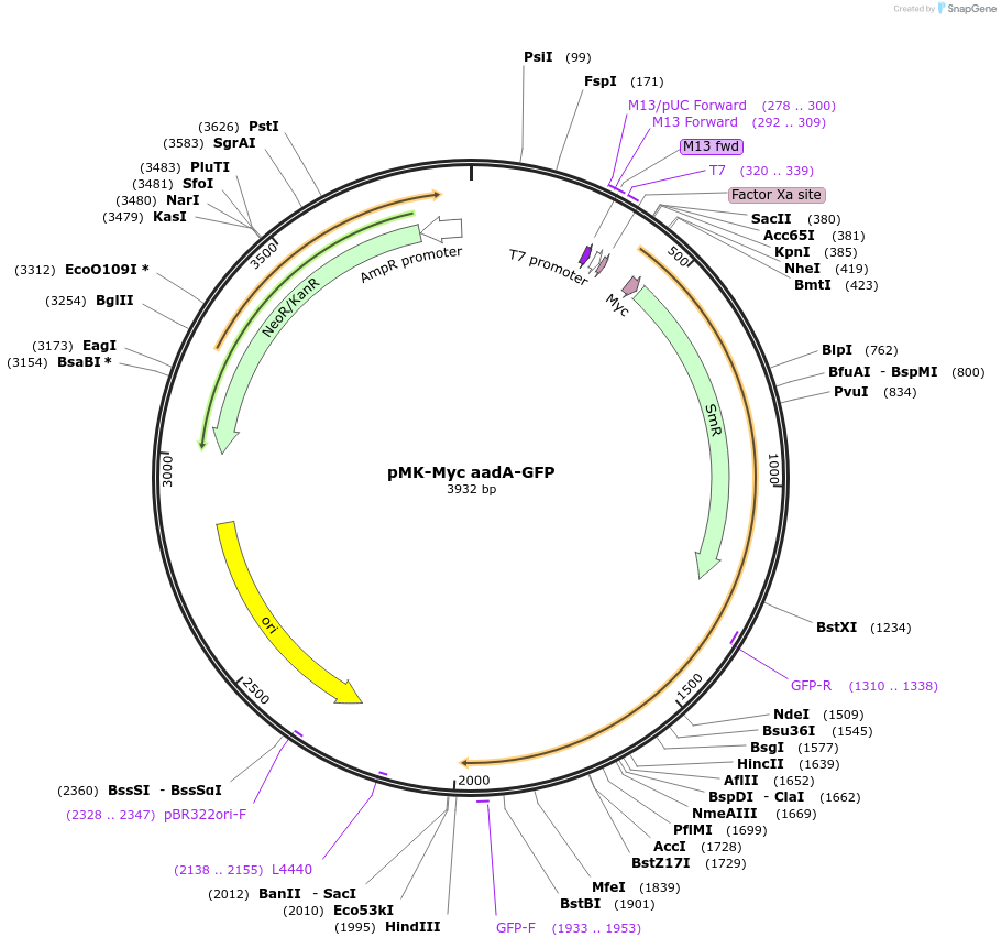 123561-plasmid-map-sequence-id-247992
