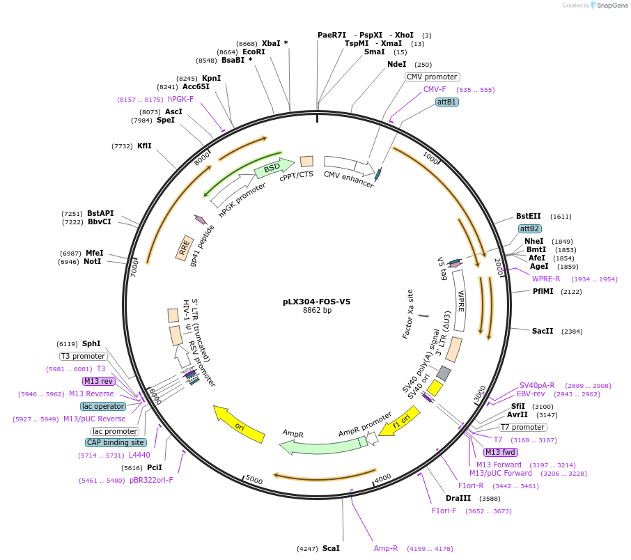 59140-plasmid-map-sequence-id-247993