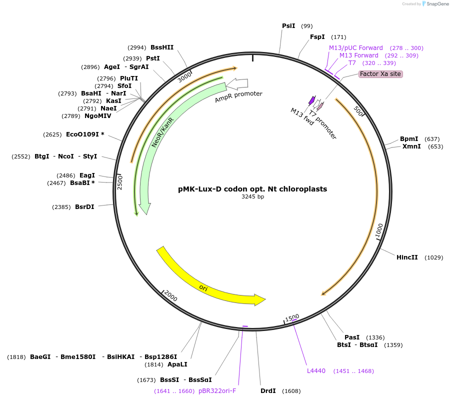 123564-plasmid-map-sequence-id-247997