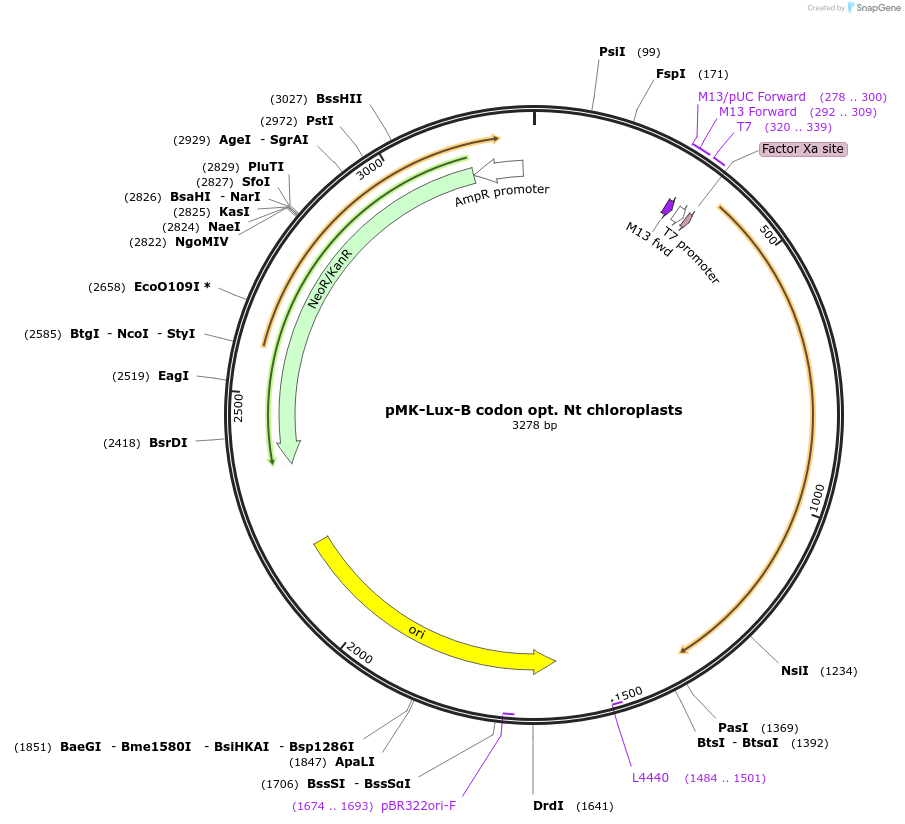 123566-plasmid-map-sequence-id-248001