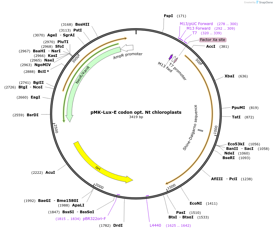 123567-plasmid-map-sequence-id-248002