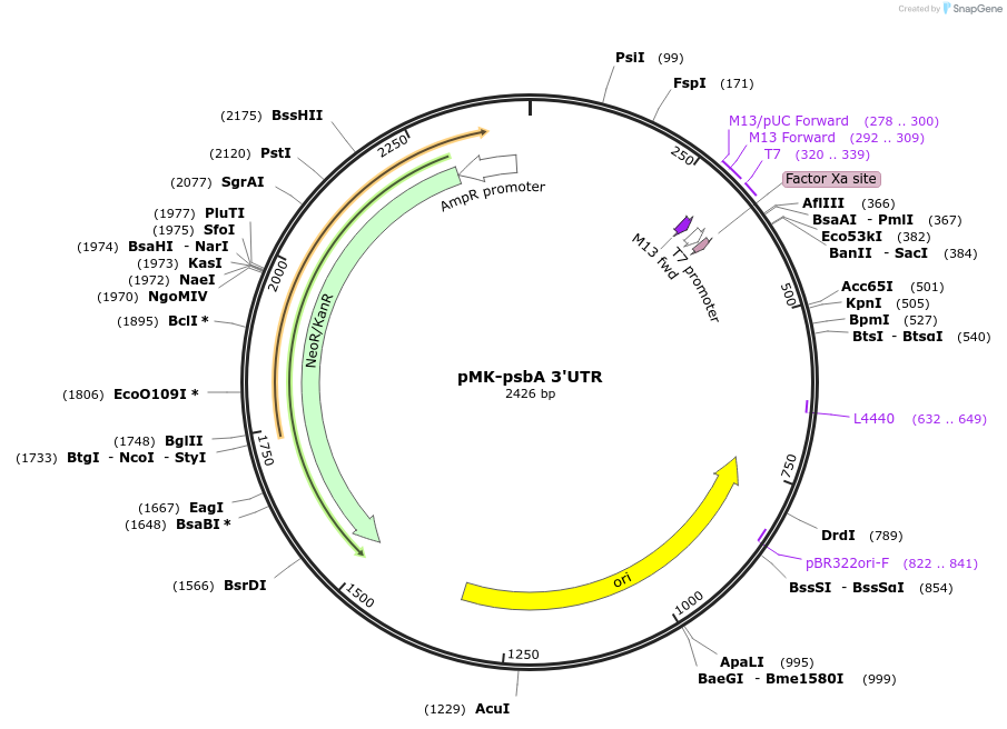 123569-plasmid-map-sequence-id-248004