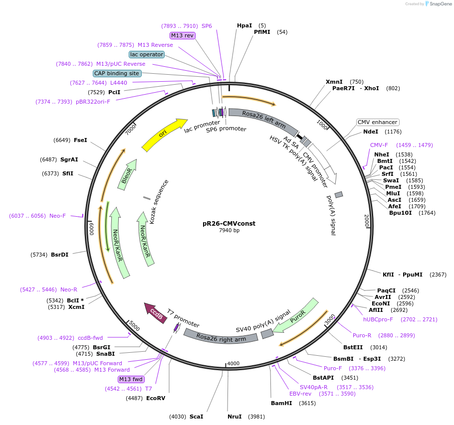 127373-plasmid-map-sequence-id-248011