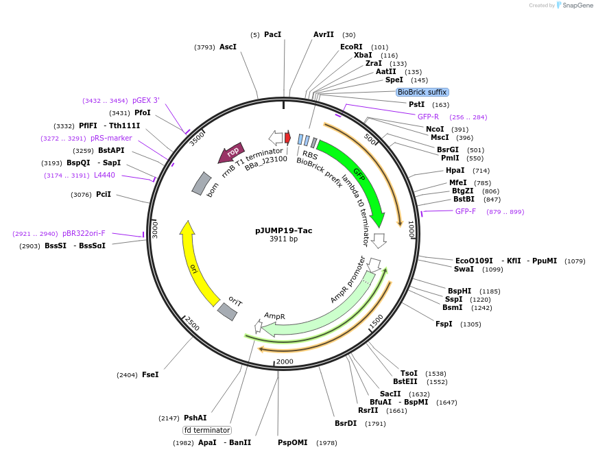 126958-plasmid-map-sequence-id-248014