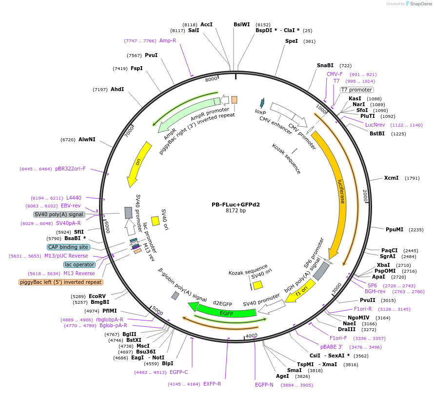 127190-plasmid-map-sequence-id-248023