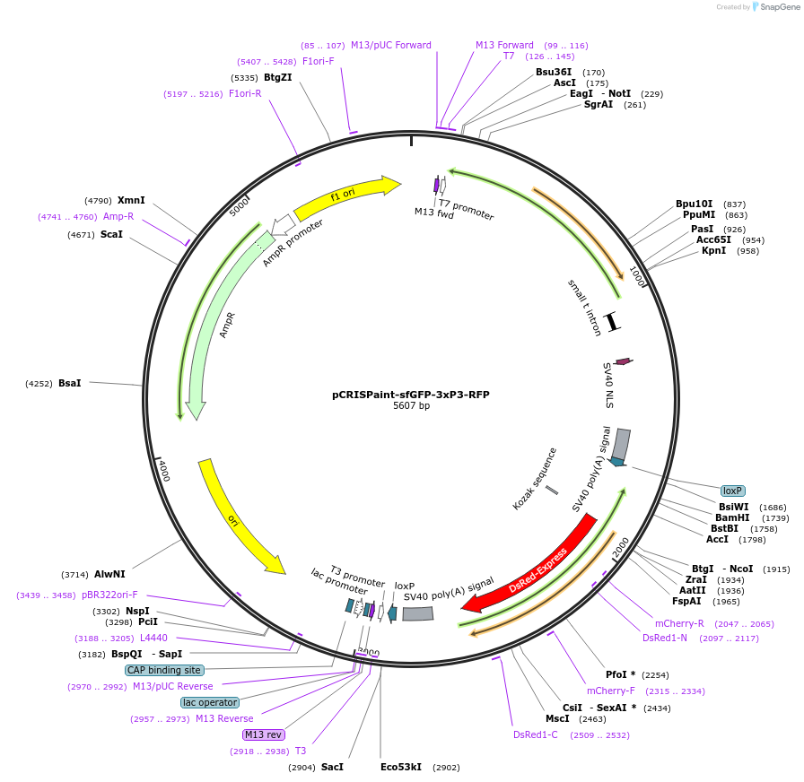 127566-plasmid-map-sequence-id-248024