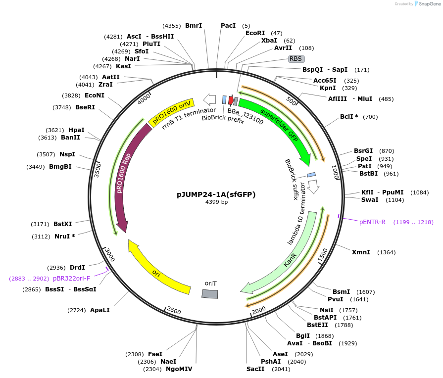 126971-plasmid-map-sequence-id-248030