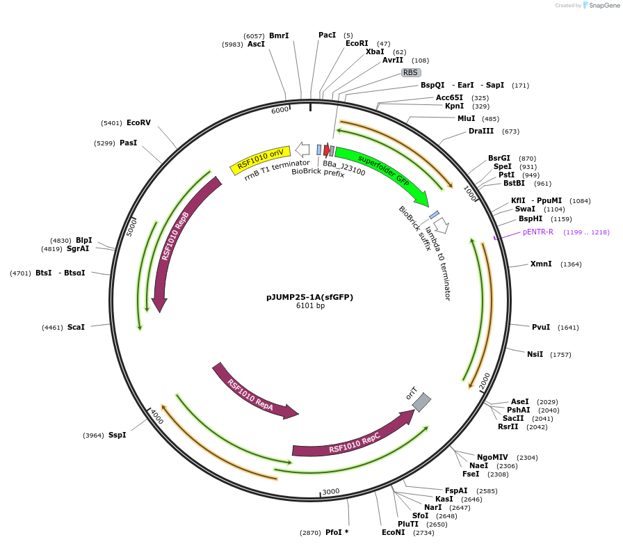126972-plasmid-map-sequence-id-248032
