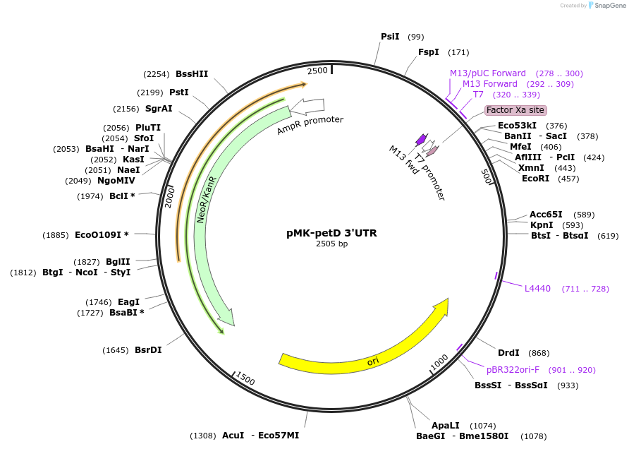 123571-plasmid-map-sequence-id-248041
