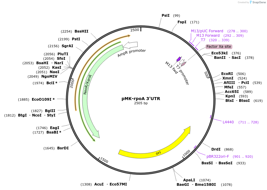 123572-plasmid-map-sequence-id-248042