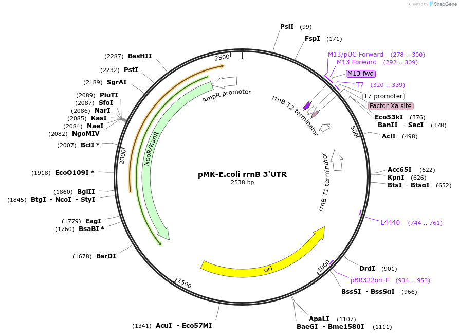 123573-plasmid-map-sequence-id-248043
