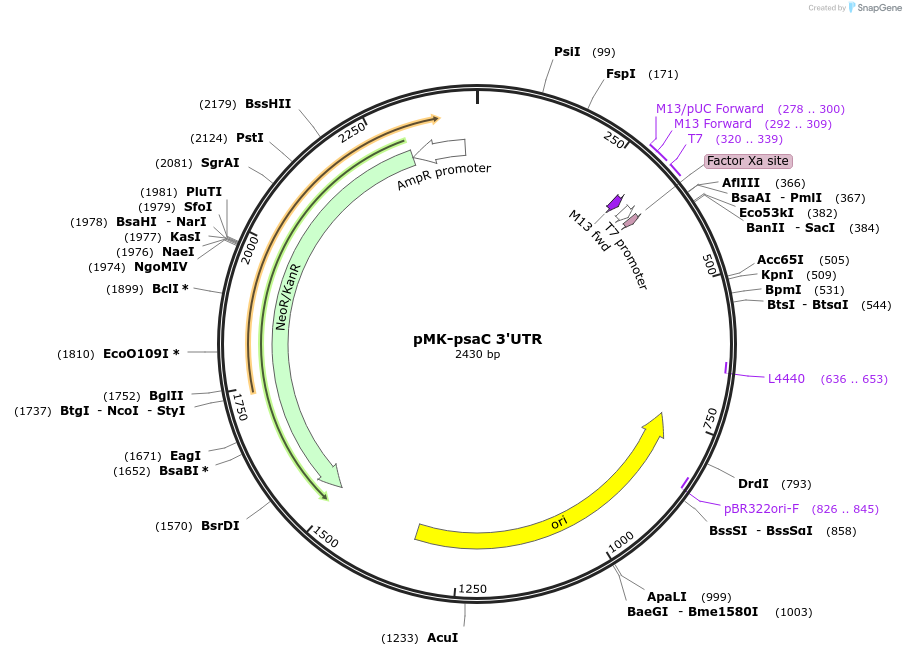123574-plasmid-map-sequence-id-248044