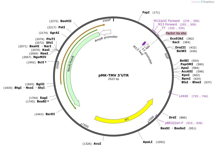 123575-plasmid-map-sequence-id-248045