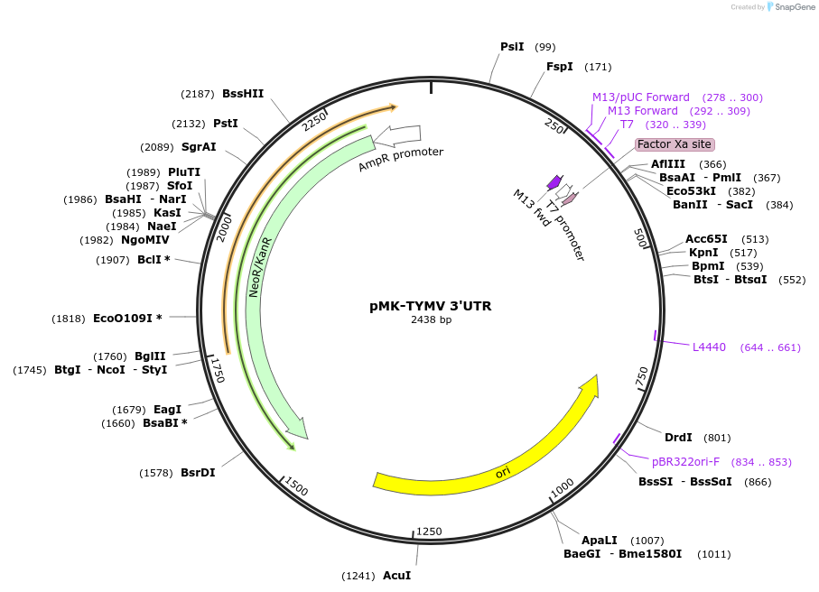 123576-plasmid-map-sequence-id-248046