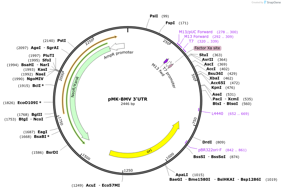 123577-plasmid-map-sequence-id-248047
