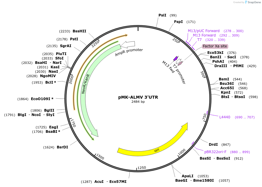 123578-plasmid-map-sequence-id-248048