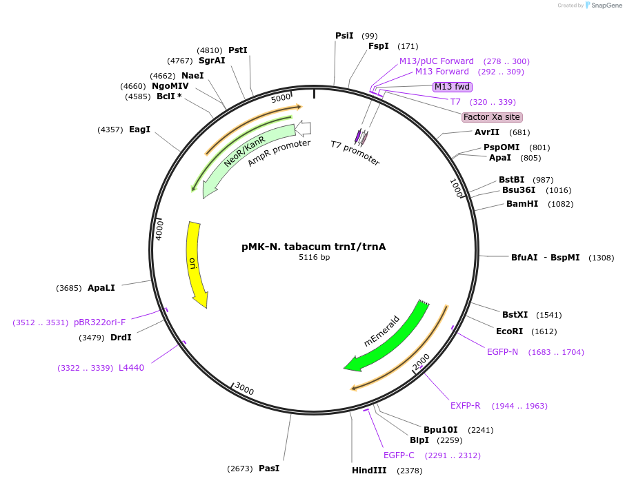 123579-plasmid-map-sequence-id-248049