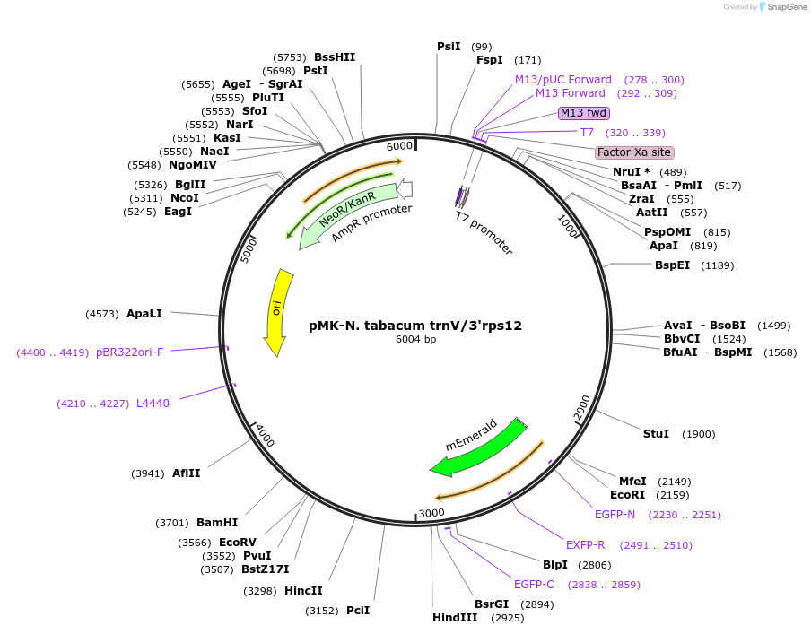 123581-plasmid-map-sequence-id-248058