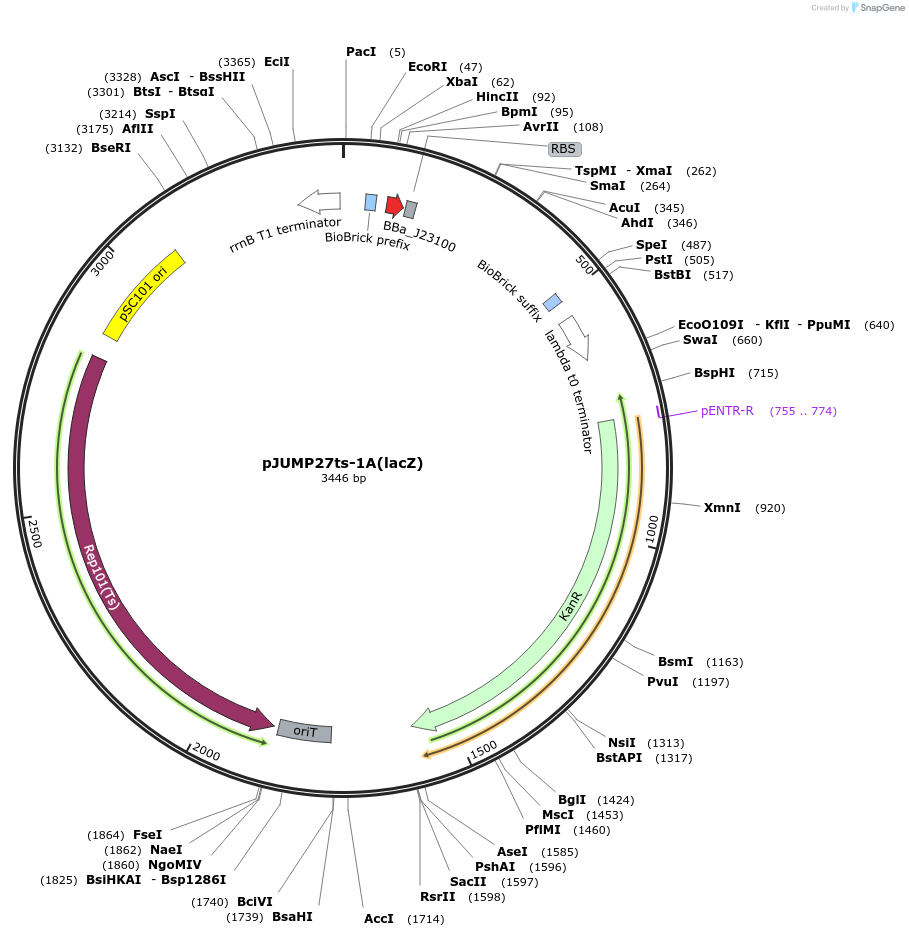 126977-plasmid-map-sequence-id-248061