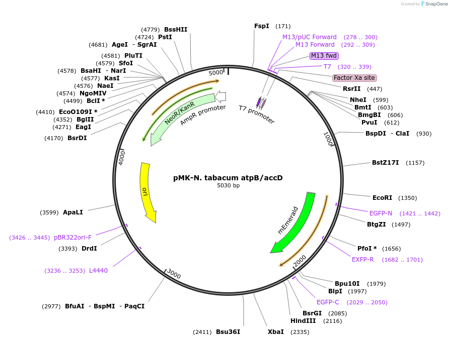 123582-plasmid-map-sequence-id-248062