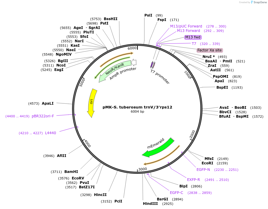 123585-plasmid-map-sequence-id-248069