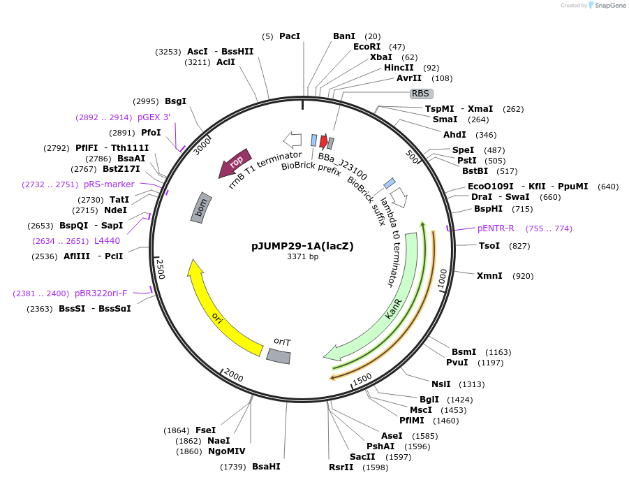 126978-plasmid-map-sequence-id-248071