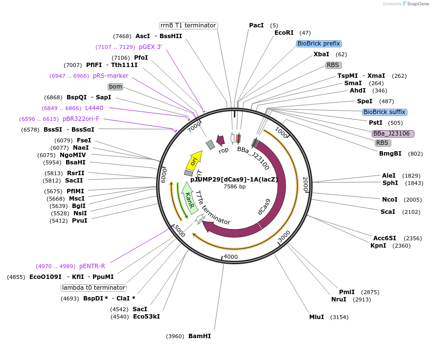 126979-plasmid-map-sequence-id-248073