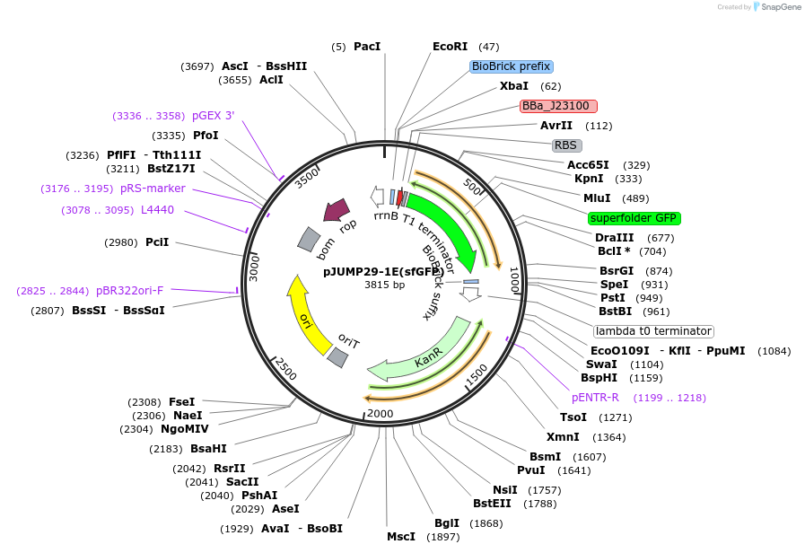 126982-plasmid-map-sequence-id-248077