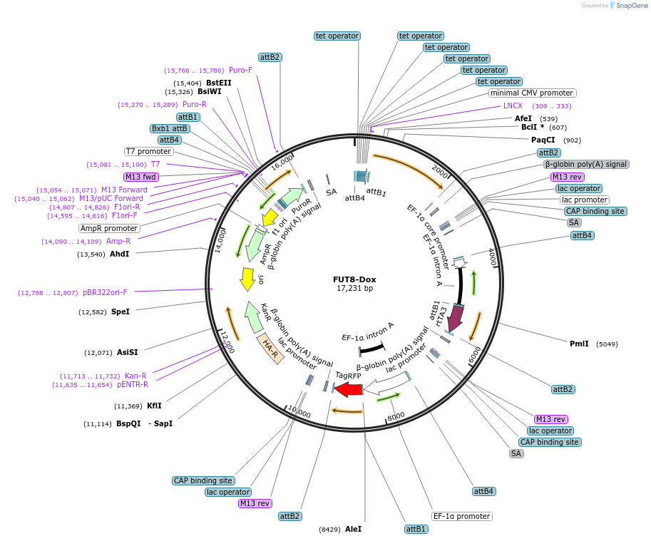 124631-plasmid-map-sequence-id-248079