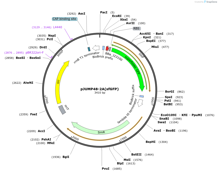 126993-plasmid-map-sequence-id-248092