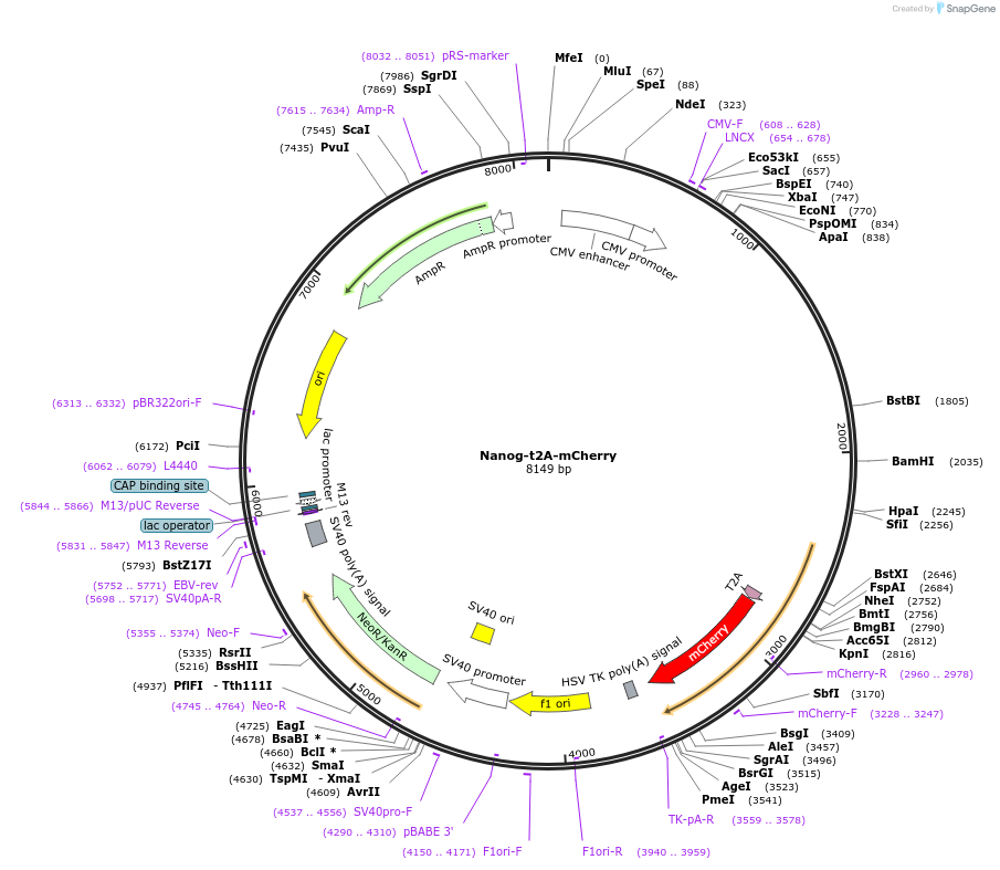 127541-plasmid-map-sequence-id-248094
