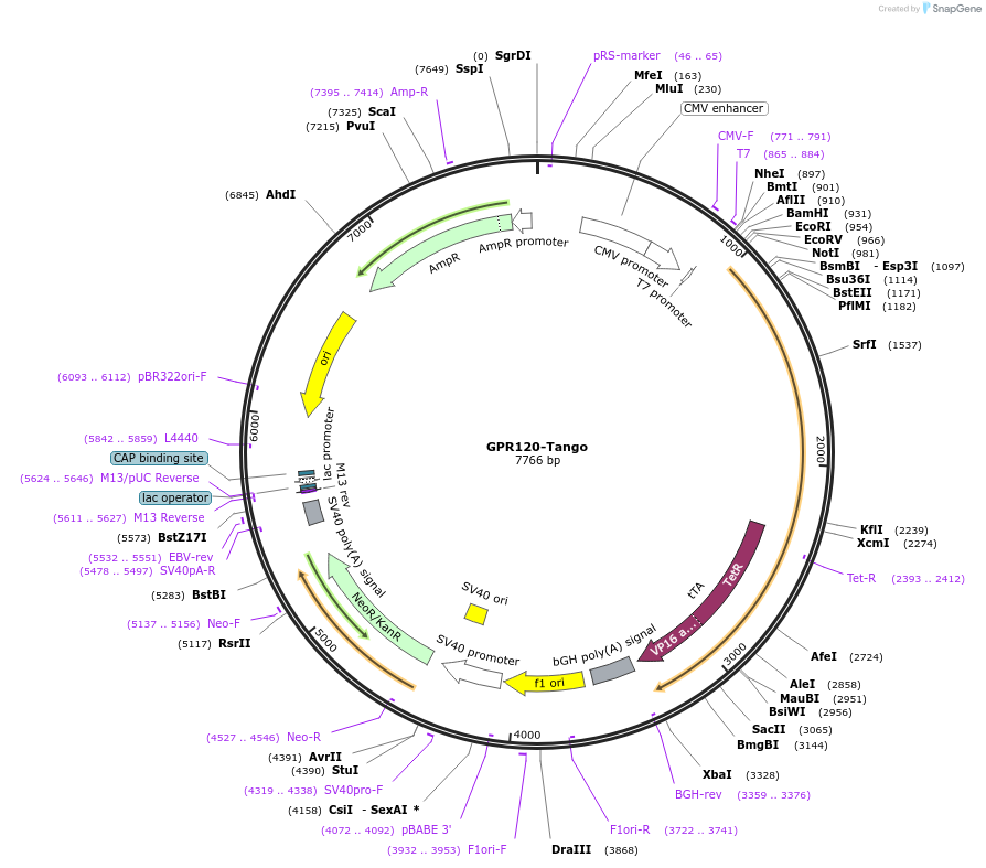 66310-plasmid-map-sequence-id-248122