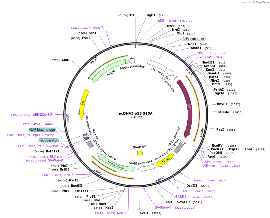 69004-plasmid-map-sequence-id-248128