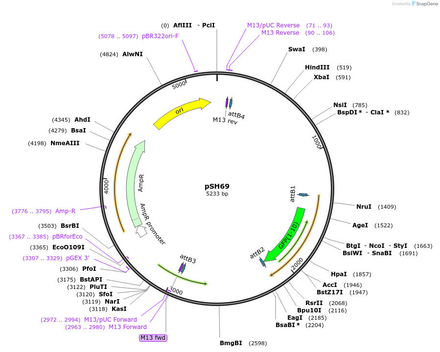 127702-plasmid-map-sequence-id-248133