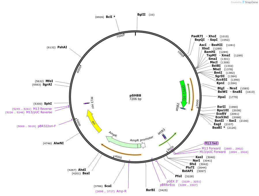 127703-plasmid-map-sequence-id-248134