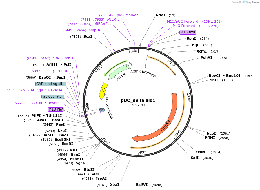 126708-plasmid-map-sequence-id-248136