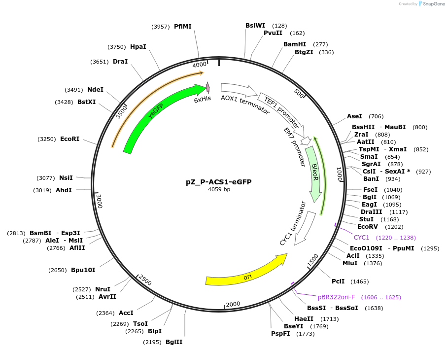 126715-plasmid-map-sequence-id-248137