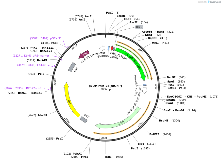 126995-plasmid-map-sequence-id-248138