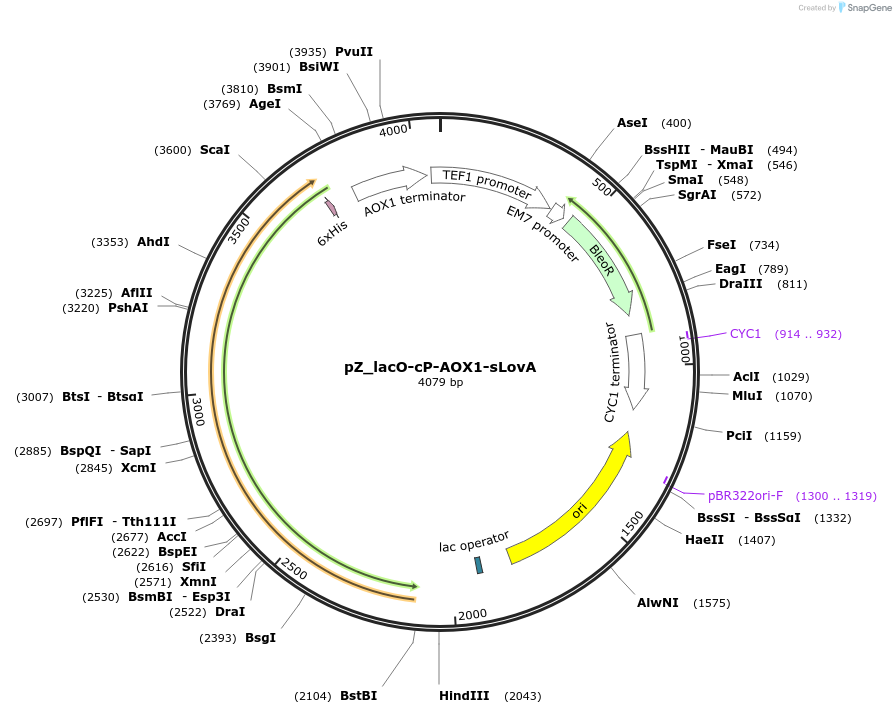 126741-plasmid-map-sequence-id-248139