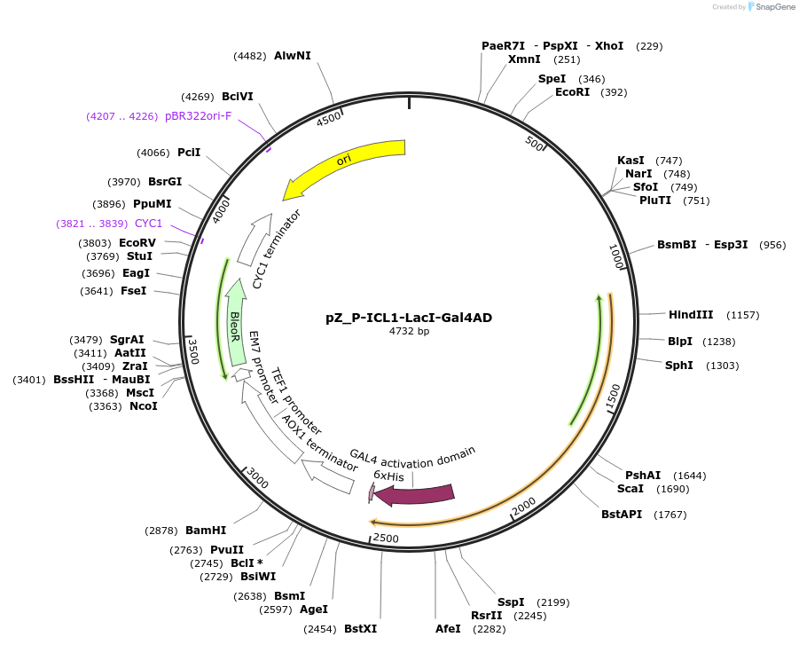 126724-plasmid-map-sequence-id-248143